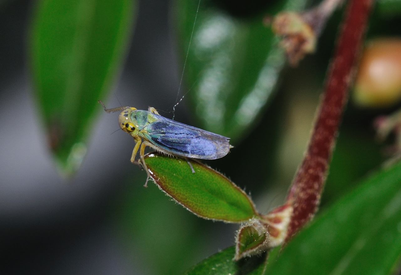 Cicadella viridis....dall''Abruzzo